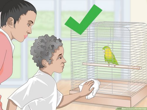 چگونه محیط خانه خود را برای پرنده آزاد ایمن سازی کنیم؟