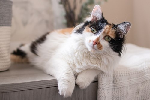 آیا شخصیت و خصوصیات گربه های کالیکو ژنتیکی است؟