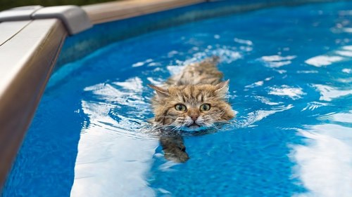 شنای گربه