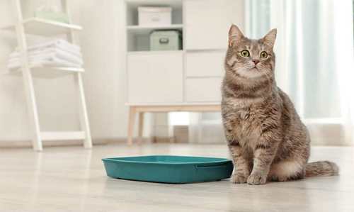 نحوه تمیز کردن ظرف خاک گربه چگونه است؟ 