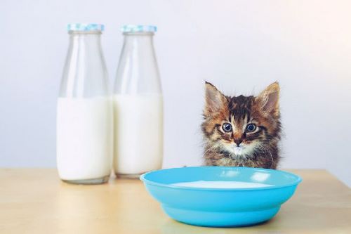 نحوه از شیر گرفتن بچه گربه چگونه اس