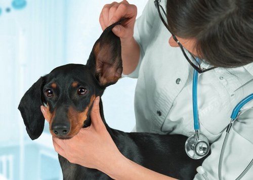 آیا عقیم کردن سگ در بهداشت و سلامتی آن تاثیر دارد؟