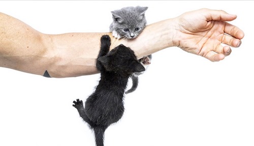 چگونه از بیماری های مشترک بین گربه با انسان جلوگیری کنیم؟