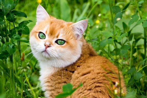 آیا همه گربه های نارنجی نر هستند؟