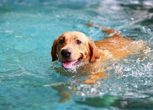 در هنگام شنای حیوانات خانگی به چه نکاتی باید توجه کرد؟