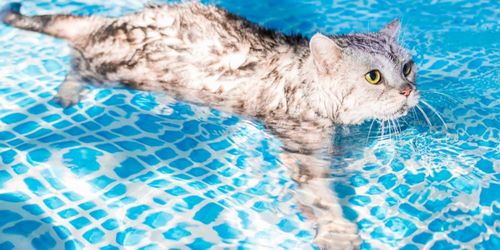بهترین موقع برای شنای حیوانات خانگی چه زمانی است؟