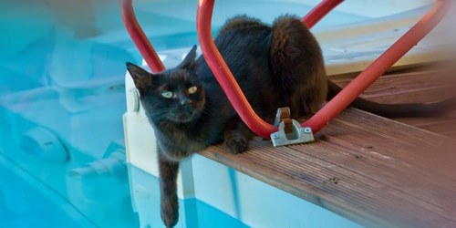در زمان شنای گربه به چه نکاتی باید توجه کرد؟