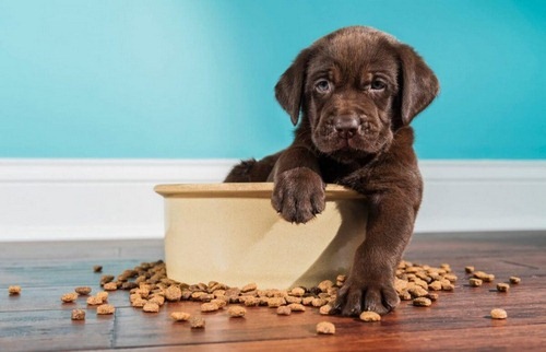مقدار غذا برای سگ 1 ماهه باید چقدر باشد؟