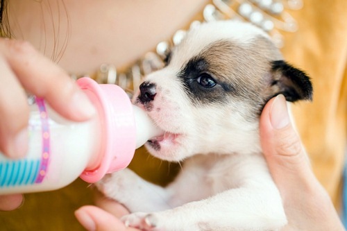 طرز تهیه شیر خشک برای توله سگ چگونه است؟