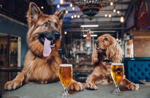 الکل برای سگ