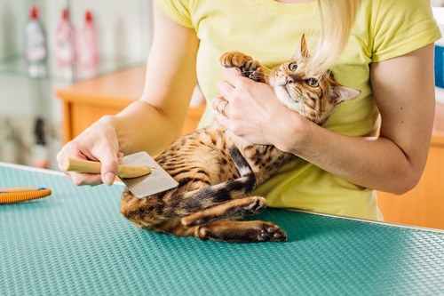 نحوه مصرف قرص آرامبخش گربه چگونه است؟