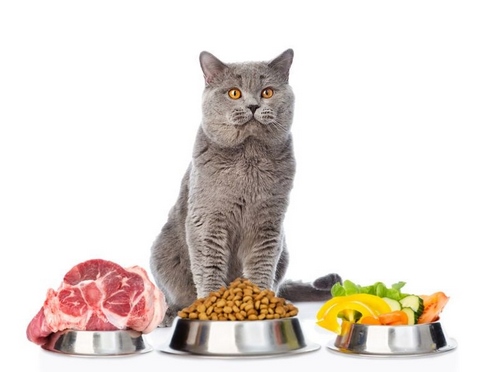 مقایسه غذای خانگی و کنسرو گربه چگونه است؟