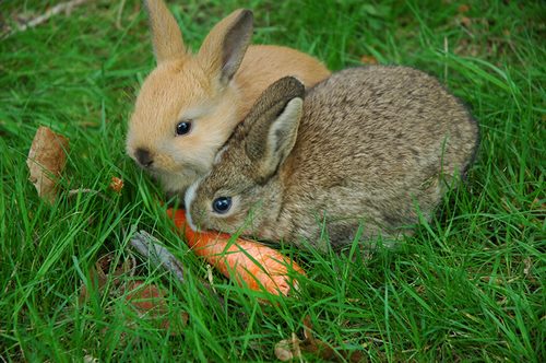 چگونه مدفوع سالم خرگوش را تشخیص دهیم؟ 