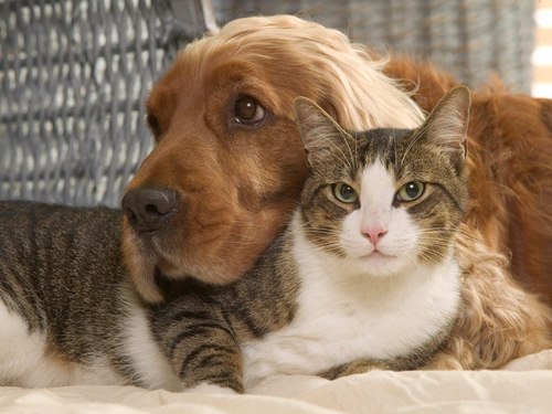 The difference between the maturity of dogs and cats