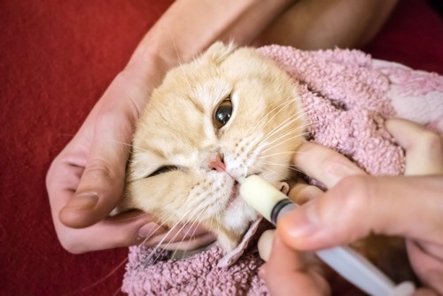 داروی مترونیدازول برای گربه خطرناک است؟ 