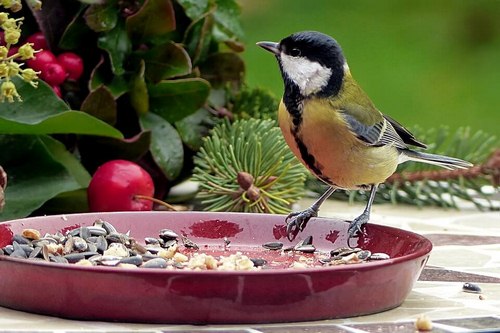 Top 10 bird food