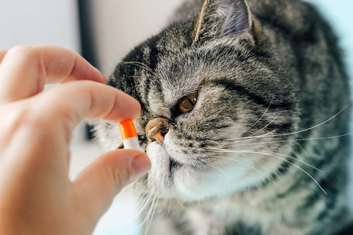 قیمت قرص و شربت های ویتامین گربه چقدر است؟