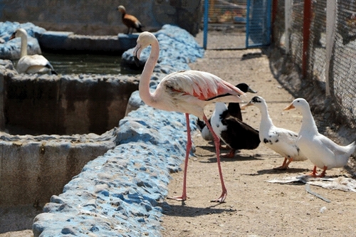 عکس باغ وحش های پرندگان ایران را در کجا مشاهده کنیم؟