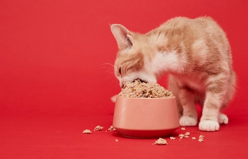 بهترین غذای مرطوب پروتئین دار برای گربه چیست؟ 