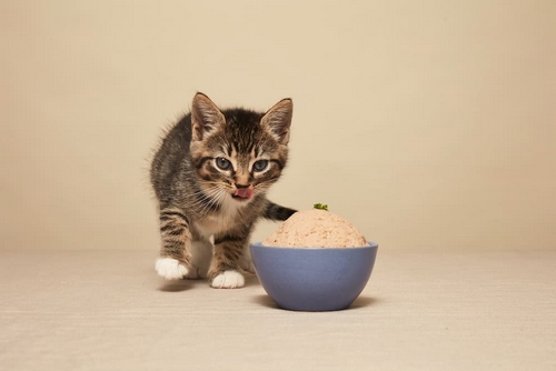 بهترین غذای خشک پروتئین دار برای گربه چیست؟