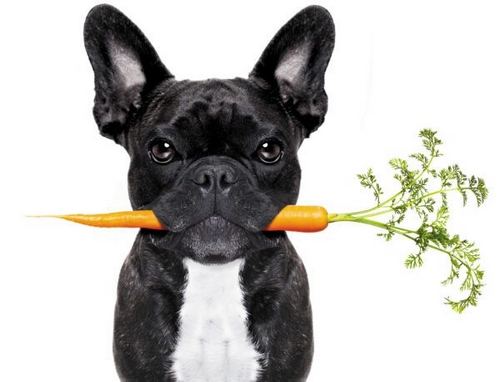 چه غذایی سرشار از فیبر برای سگ است؟