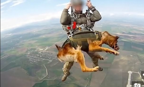آموزش سگ ارتش روسیه چگونه است؟