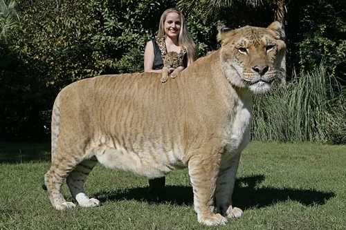 بزرگ ترین گربه سان دنیا چیست؟