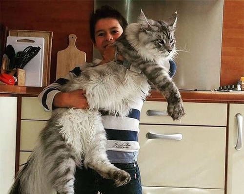 نژاد بزرگ ترین گربه دنیا چیست؟ 