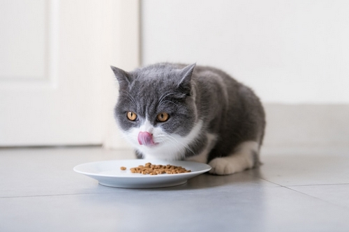 چگونه می توانیم فیبر بیشتری به رژیم غذایی گربه خود اضافه کنیم؟ 