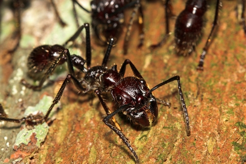 مورچه فشنگی چیست؟