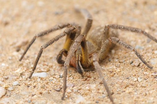 عنکبوت سرگردان برزیلی