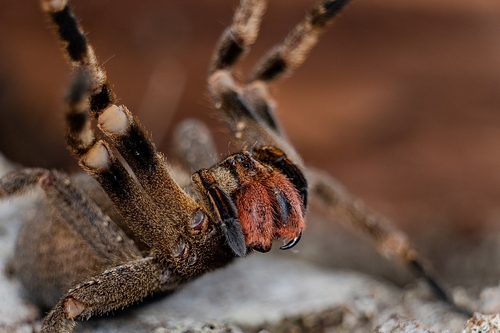عنکبوت سرگردان برزیلی جزو کدام دسته از جانوران است؟