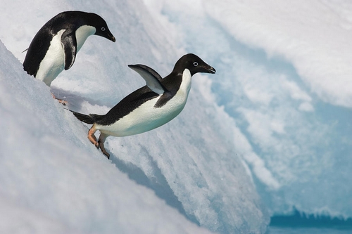پنگوئن آدلی چه نوع حیوانی است؟ 