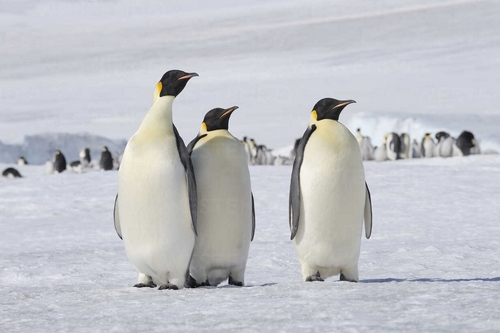 پنگوئن امپراتور چه حیوانی است؟ 