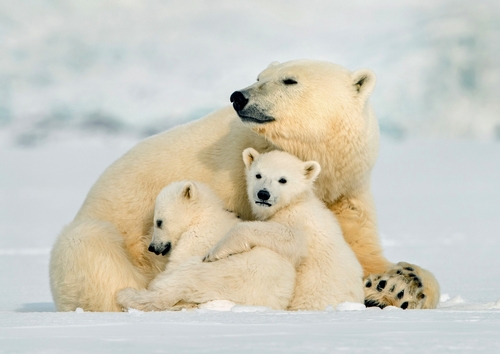معروف ترین حیوانات قطب شمال کدامند؟
