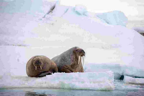 گونه های جانوری در قطب شمال بیشتر است یا در قطب جنوب؟ 