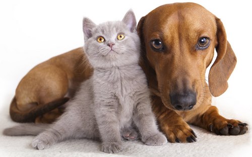 عوارض و مزایای مولتی ویتامین سگ و گربه زویتال چیست؟