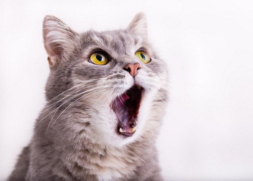 آیا خونی شدن دهن گربه خطرناک است؟