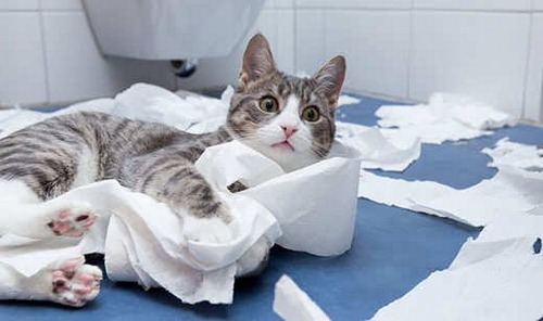 علت کاغذ خوردن گربه چیست؟