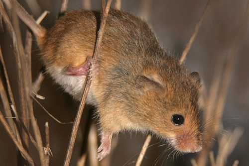 موش خرمن اوراسیایی چیست؟ 