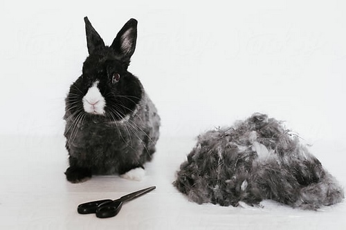اصلاح موی خرگوش