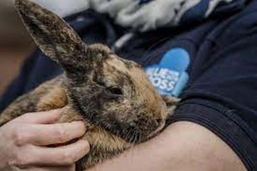 آیا خرگوش پس از عمل جراحی بویایی خود را از دست می دهد؟ 