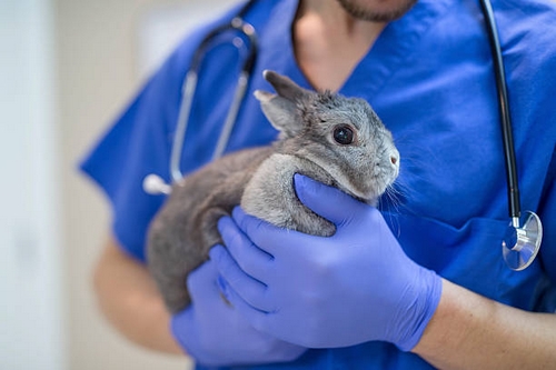هزینه عمل جراحی خرگوش چقدر است؟ 