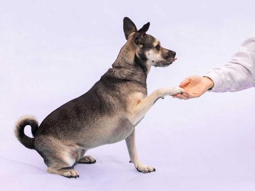 آیا لیس زدن محل بخیه توسط سگ باعث عفونت می شود؟ 