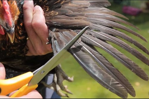 کوتاه کردن بال پرنده چگونه انجام می شود؟