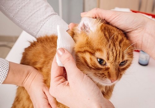 آیا می توان از دستمال مرطوب برای پاک کردن گوش گربه استفاده کرد؟