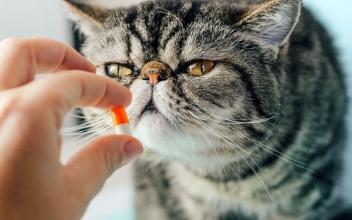 فواید قرص مولتی ویتامین سگ و گربه زووتک چیست؟