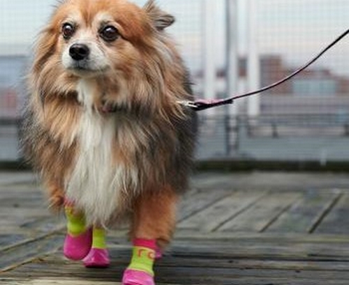 آیا سگ می تواند جوراب بپوشد؟