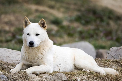 نژاد سگ جیندوی کره ای چه خصوصیاتی دارند؟
