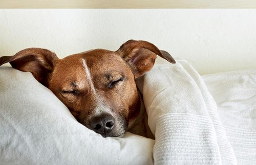 آیا خرید اینترنتی اسپری آرام بخش سگ هم امکان پذیر است؟